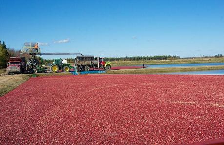 anteketborka.blogspot.com,   canneberge 3