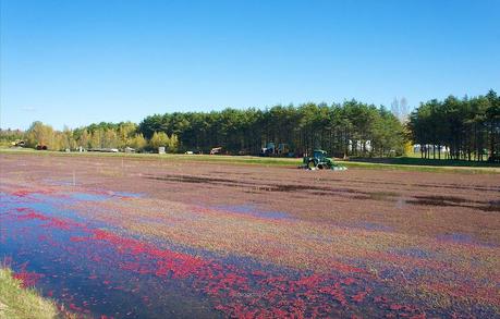 anteketborka.blogspot.com,   canneberge 12