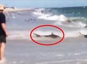 festin d’une centaine requins