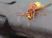 frelon K.O., c'est beau