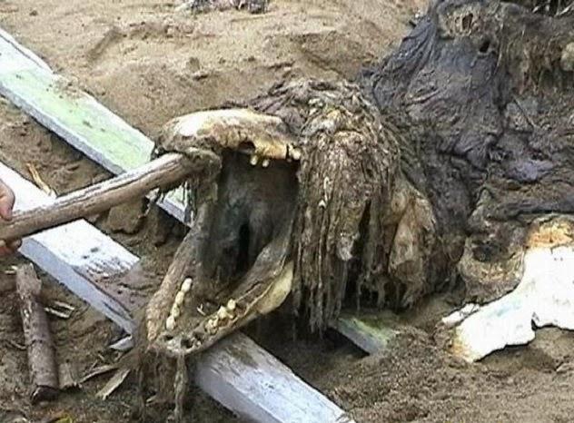 Retour sur le cadavre d'une étrange créature découverte en Russie