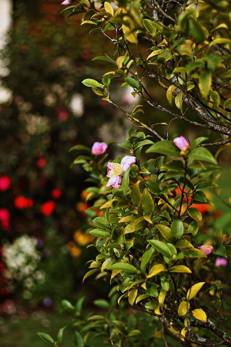 les sources de caudalie spa martillac