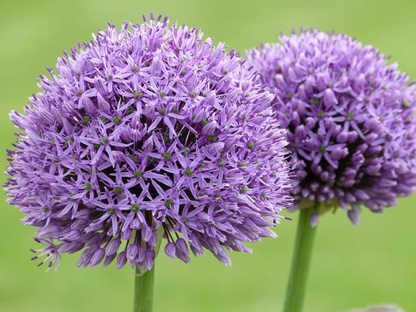 Allium violet foncé zoom,  ail d'ornement