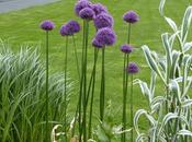 l’Allium, boule haute couleur pour jardin
