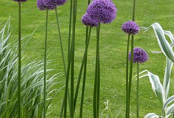 l'Allium, une boule haute en couleur pour le jardin | À Découvrir