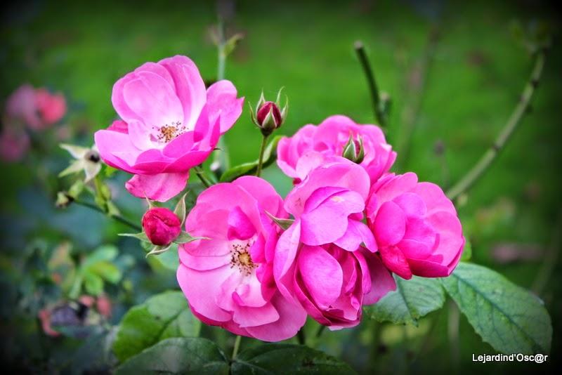 Jardin d'Octobre...