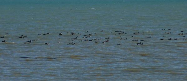 oiseau Oléron - Château.JPG