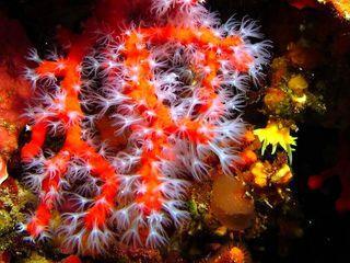 Letincelante dérive du corail (1)