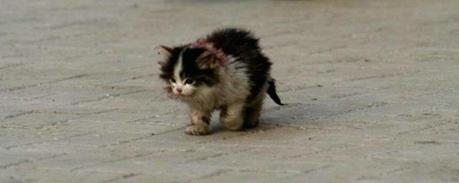 Voici l'histoire de Moche le chat, un chat abandonné.