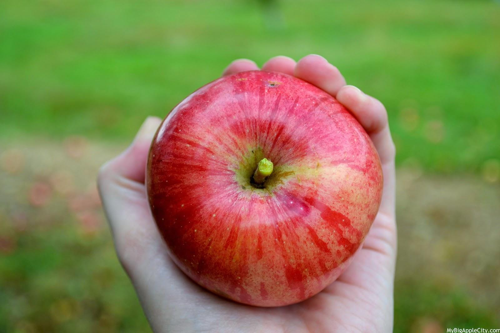 Un automne à l'américaine : cueillir ses pommes et potirons à New York