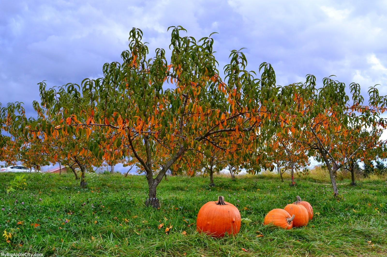 Un automne à l'américaine : cueillir ses pommes et potirons à New York