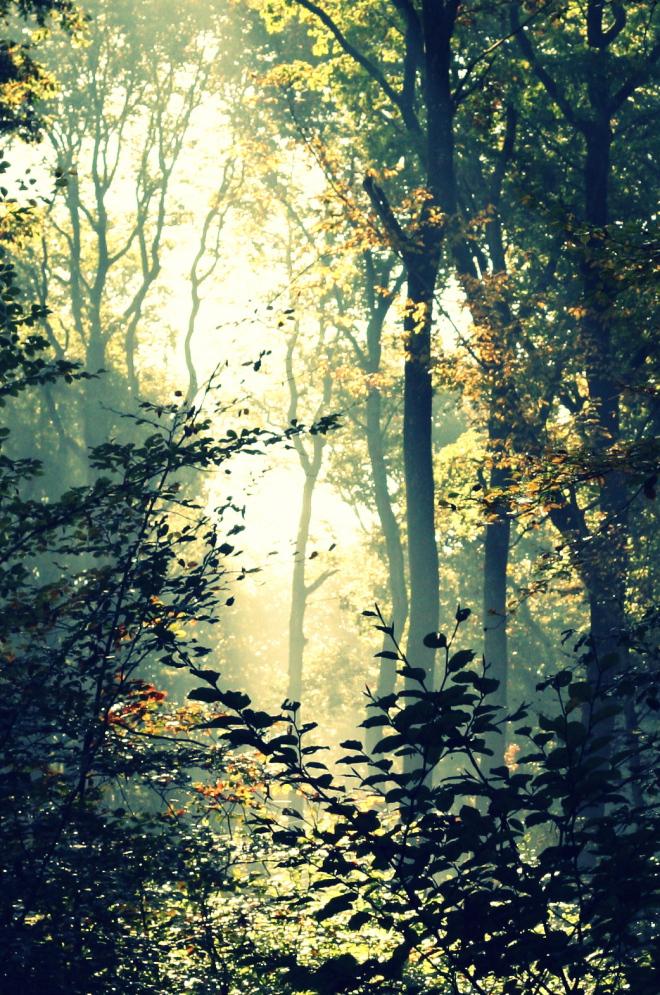 Rien à voir avec le texte mais la forêt est si jolie en ce moment.