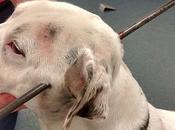 tête transpercée flèche, chien miraculé