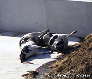 Ferme des Mille vaches : des photos de cadavres de vaches dévoilées