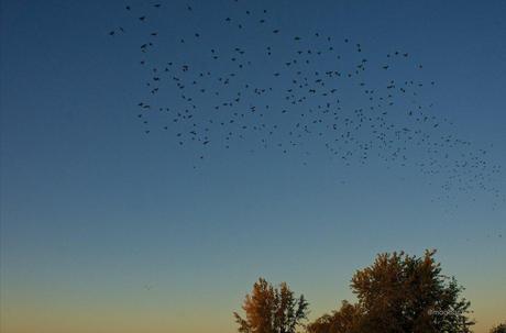 anteketborka.blogspot.com,  birds 5