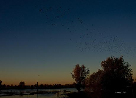 anteketborka.blogspot.com,  birds 4