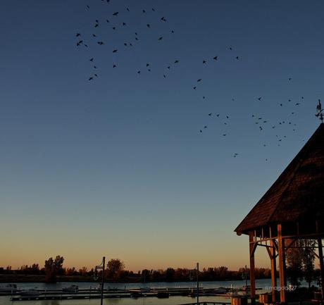 anteketborka.blogspot.com,  birds