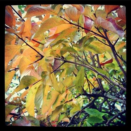 Les feuilles d'automne et notre couronne #lundisadeuxdaliceetzaza