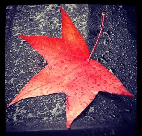 Les feuilles d'automne et notre couronne #lundisadeuxdaliceetzaza