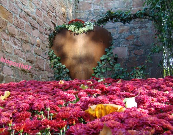 Chrysanthema_Lahr_2014_Coeur