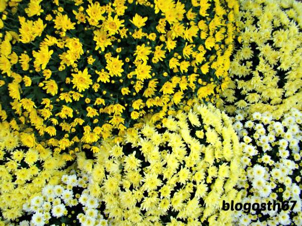 Chrysanthema_Lahr_2014_Jaune