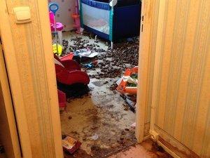 appartement poubelle ou vivait 2 malheureux chiens terrés sous les détritus dans une ville de Normandie