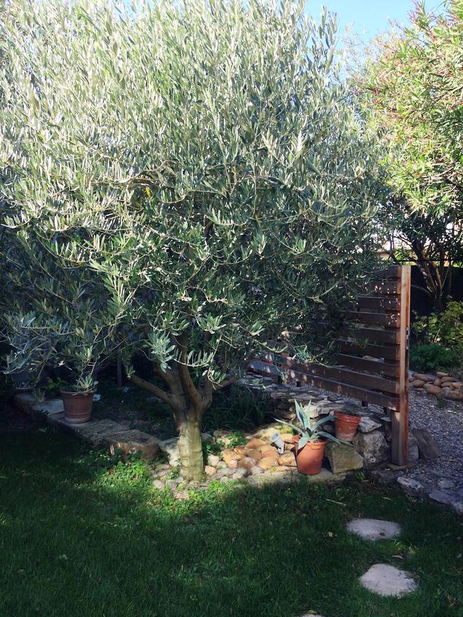 olivier-provence