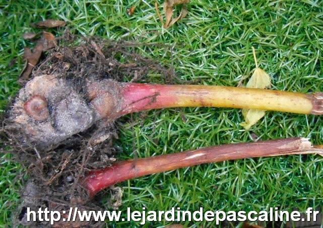 Begonia Grandis Sapporo