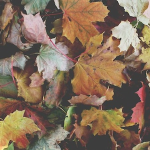 COLORS : The Beauty of Fall !