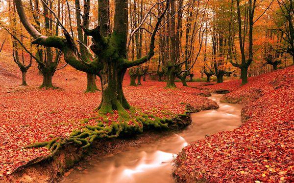 foret-rouge-automne