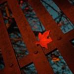 COLORS : The Beauty of Fall !