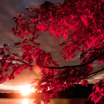 COLORS : The Beauty of Fall !