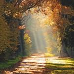 COLORS : The Beauty of Fall !