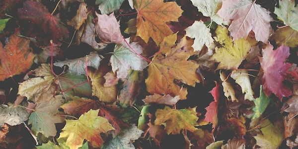 COLORS : The Beauty of Fall !