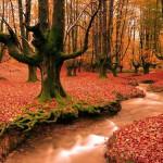 COLORS : The Beauty of Fall !