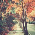 COLORS : The Beauty of Fall !