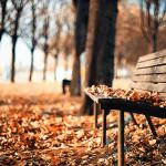 COLORS : The Beauty of Fall !