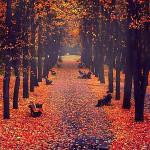 COLORS : The Beauty of Fall !