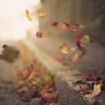 COLORS : The Beauty of Fall !