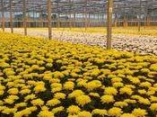 Qu'allez vous mettre tombe proches cette année pour Toussaint?