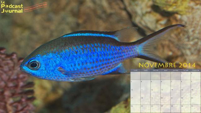 Photo originale (c) Brian Gratwicke