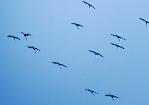 Grandes manoeuvres dans le ciel toulois