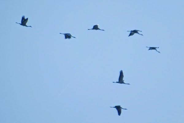 Grandes manoeuvres dans le ciel toulois
