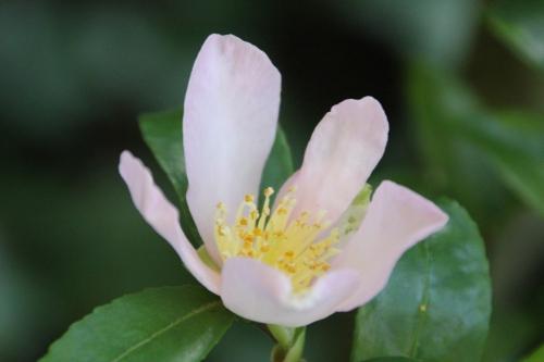 6 camellia sasanqua veneux 1 nov 2014 017 (4).jpg