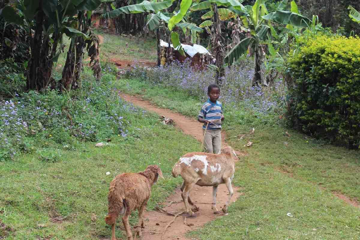 Afrique - Irente lodge 