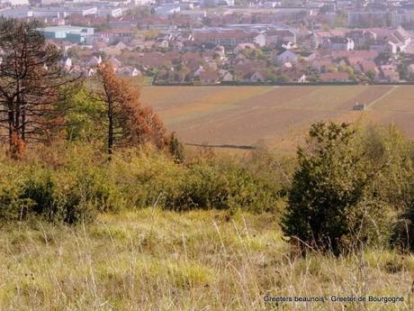 Greeters de Bourgogne : balade à la montagne de Beaune Greeters de Bourgogne : balade à la montagne de Beaune