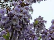 Paulownia tomentosa n'ont fructifié, pourquoi