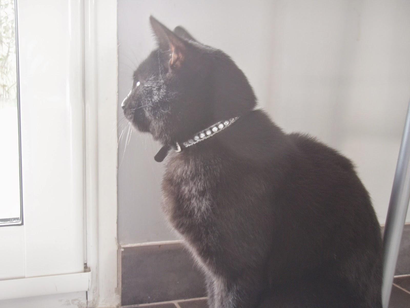 Les citrouilles chantent et les chauves sourient !