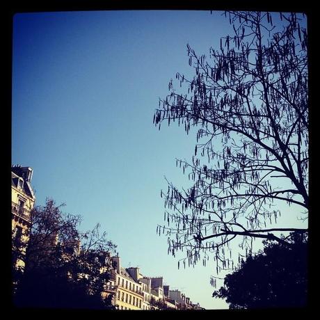 Tree and blue sky (1er novembre) 