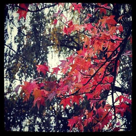 Tatouages et red tree (28 octobre) 